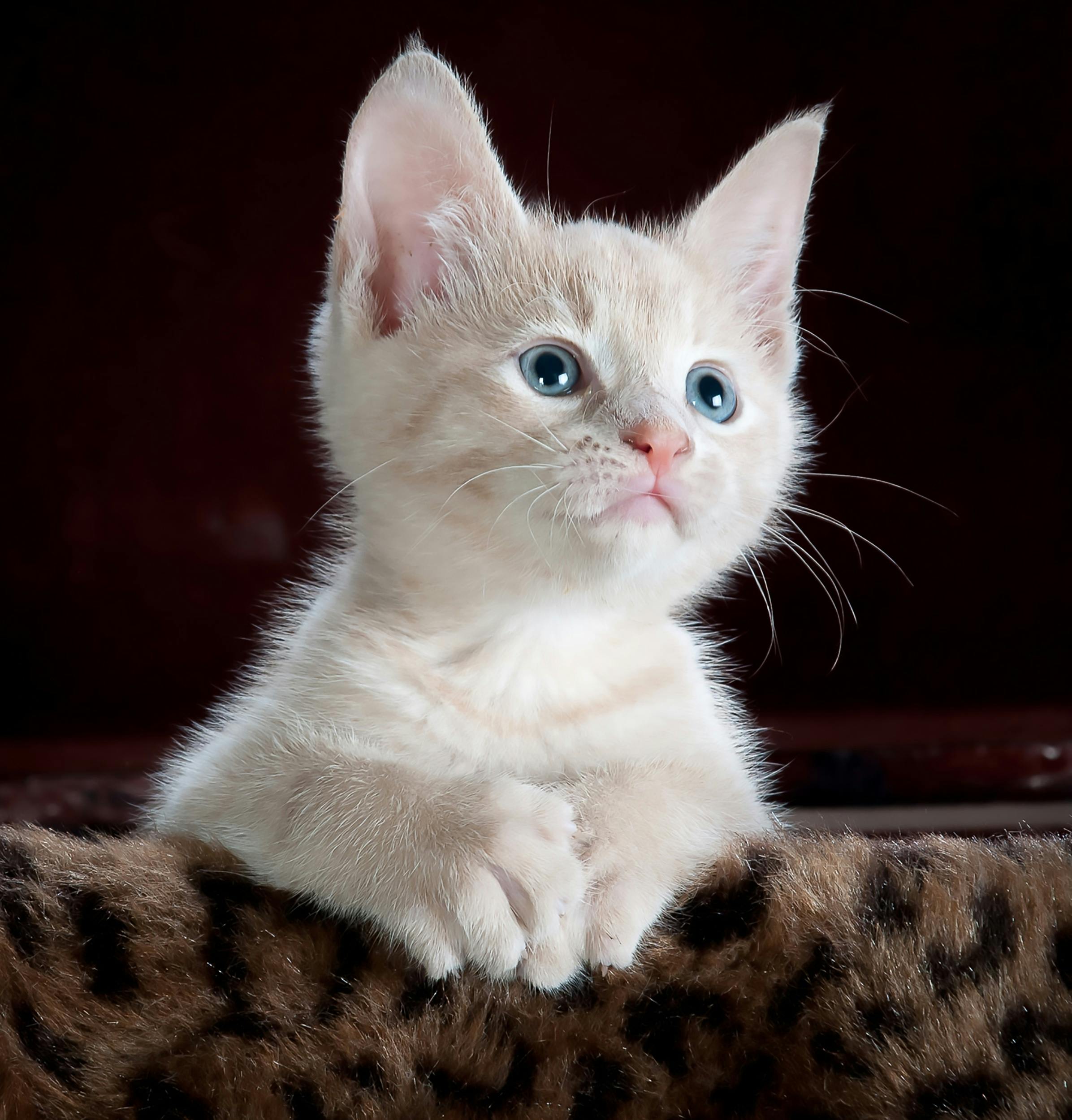 About Cat