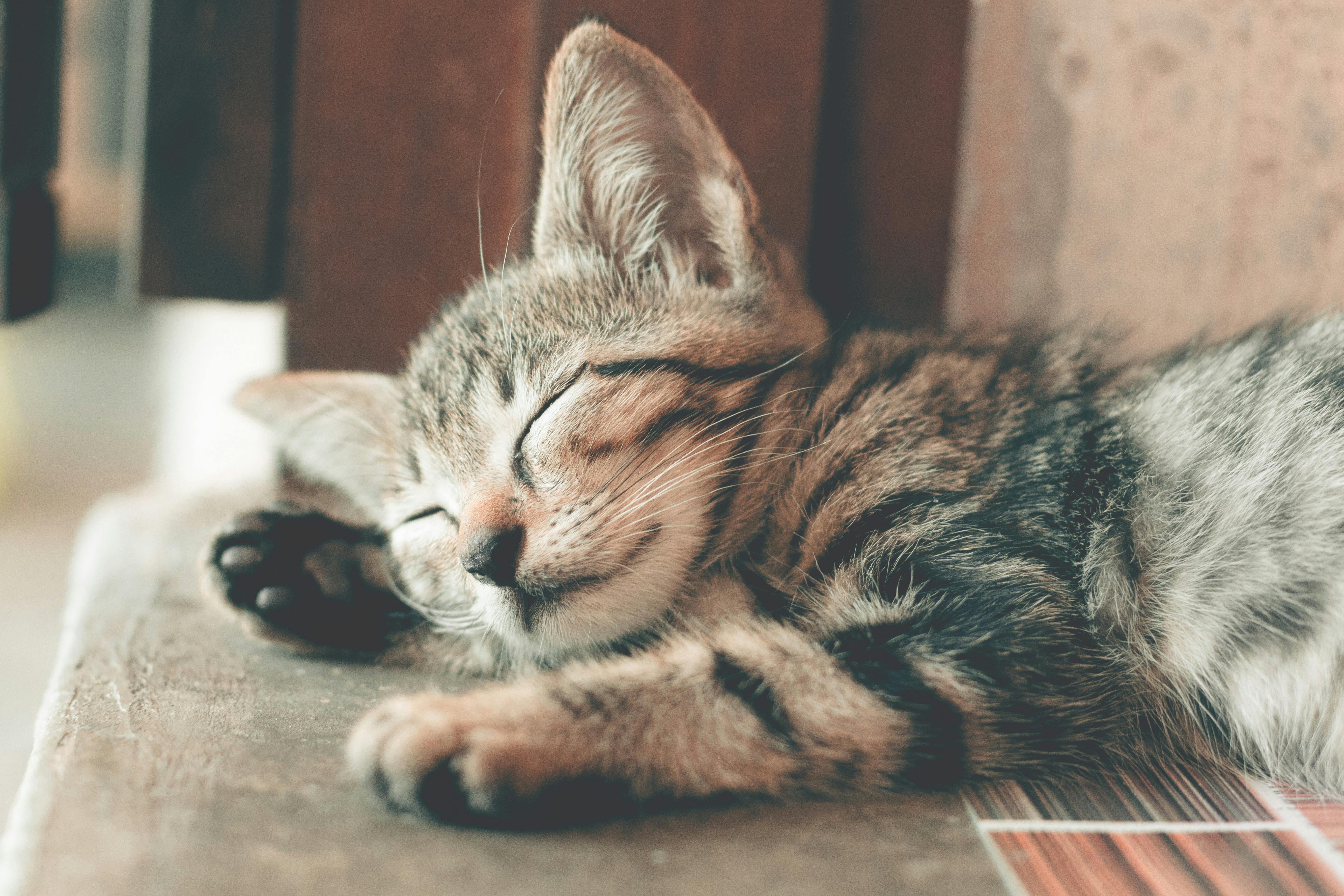 Contact Cat